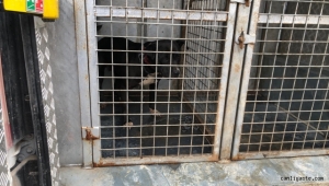 Kayseri Muhsin Yazıcıoğlu Caddesi'nde arazide pitbull cinsi iki köpek yakalandı