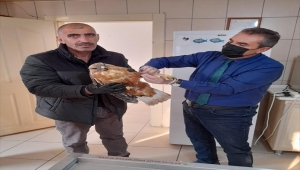 Kediden atmacaya yüzlerce sokak ve yaban hayvanı rehabilite ediliyor