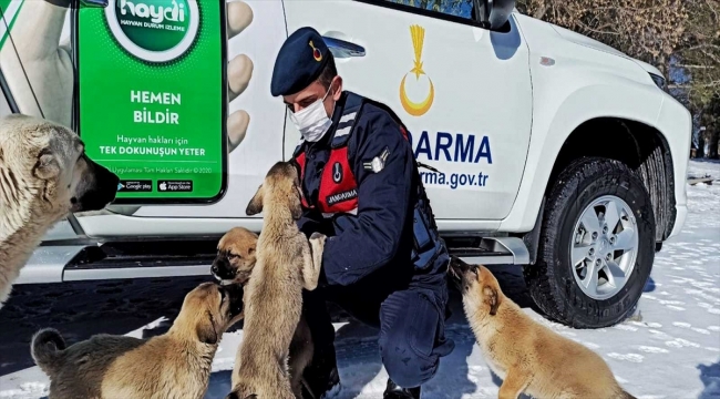 Kırşehir'de jandarma ekipleri sokak hayvanları için doğaya yiyecek bıraktı