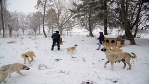 Kırşehir'de sokak hayvanlarına barınak, su ve yiyecek desteği