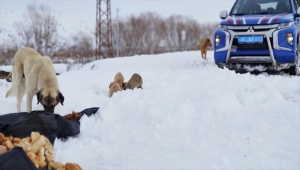 Kırşehir'de yaban hayvanlarına yiyecek bırakıldı