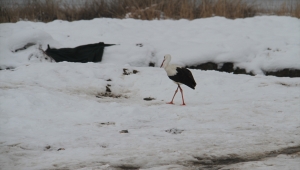 Konya'da göç etmeyen leylek fotoğrafçıların da ilgi odağı oldu