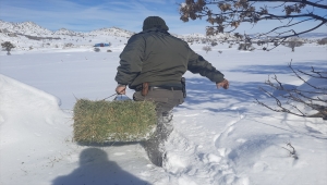 Konya'da yaban hayvanları için doğaya yiyecek bırakıldı