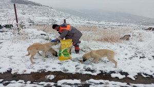 Melikgazi Belediyesinden sokak hayvanlarına destek
