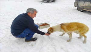 Nallıhan Kitap Okuma Platformu üyeleri sokak hayvanlarını besledi