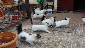 Nallıhanlı Tülay Yalçın evinde 40 kedi ile yaşıyor 