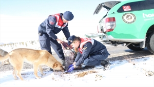 Niğde'de jandarma ekipleri sokak hayvanları için doğaya mama bıraktı