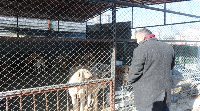 Pursaklar Belediyesi geçici köpek bakımevi yasaklı ırklara ev sahipliği yapıyor