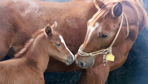 Şampiyon adayı taylar dünyaya gözlerini açmaya başladı