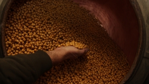 Seydişehir leblebisi coğrafi işaret alacak