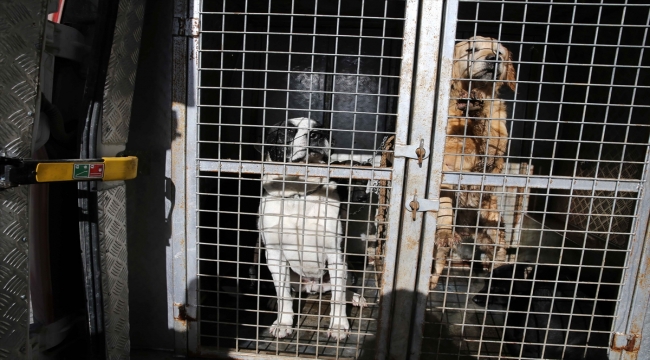 Sivas'ta başıboş gezen yasaklı ırk köpek barınağa götürüldü