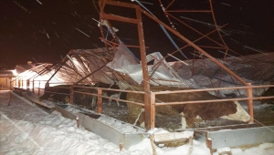 Sivas'ta çatısı çöken ahırdaki 3 büyükbaş hayvanı jandarma ekipleri kurtardı