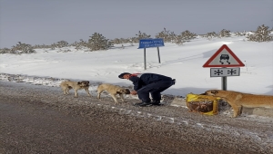 Sivas'ta jandarma, sokak hayvanlarını besledi 