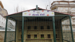 Sivas'ta sokak kedileri sıcak yuvaya kavuştu 