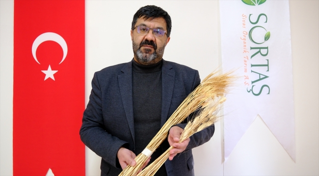 Sivas'ta solucan gübresi buğday ve patateste verimi yüzde 50 artırdı