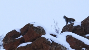 Sivas'ta vaşak görüntülendi