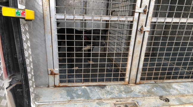 Sivas'ta yasaklı ırk köpeğini okul çevresinde dolaştıran kişiye 14 bin 982 lira ceza