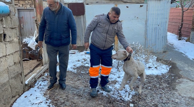Sivas'ta yasaklı ırk köpek sahibi tarafından hayvan barınağı görevlilerine teslim edildi