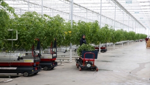 Soğuğuyla ünlü Sivas'ta jeotermal serada yetiştirilen domatesler Avrupa'ya satılıyor