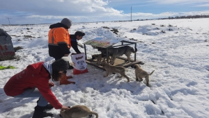 Akşehir'de sokak hayvanları belediye ekipleri ve gönüllüler tarafından besleniyor