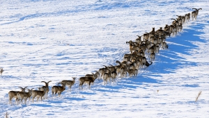 "Anadolu cerenleri" Konya'daki yaşam alanlarında hassasiyetle korunuyor