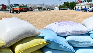 Ankara Büyükşehir Belediyesinden çiftçiye nohut tohumu desteği