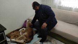 Annesi öldüğü için "Öksüz" adını verdiği buzağıya evinde özenle bakıyor