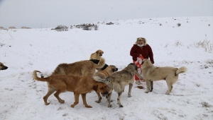 Hız çifti soğuklarda da sokak hayvanlarını unutmuyor