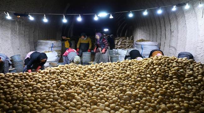 Kapadokya'dan günlük binlerce ton patates iç ve dış piyasaya sevk ediliyor