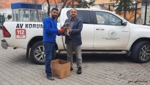 Kayseri'de yaralı bulunan baykuş tedaviye alındı
