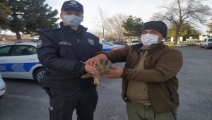 Kayseri'de yaralı bulunan baykuş ve atmaca tedaviye alındı