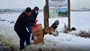 Kayseri'de yaralı bulunan şahin tedavi edildi