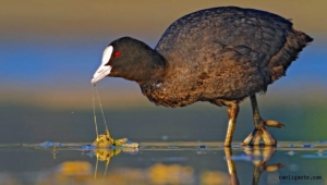Kayseri'de yasadışı ava 5 bin 800 lira ceza kesildi