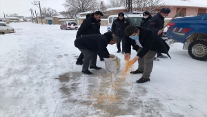 Kazımkarabekir Kaymakamı Çıkrık sokak hayvanlarına yem bıraktı