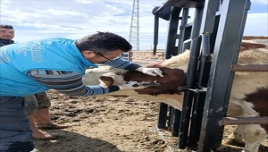 Kırşehir'de işletmelerde hayvan sağlığı taramaları yapıldı