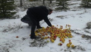 Kırşehir'de kış döneminde doğaya 8 ton yem bırakıldı