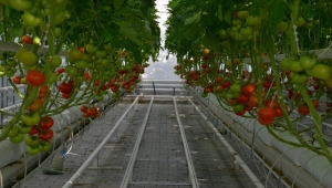 Kırşehir'de topraksız tarımda alternatif ürün projeleri yürütülüyor