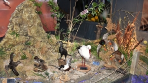 Kırşehir Tabiat Müzesi'nde yeni tahnit hayvanlar sergilenmeye başlandı