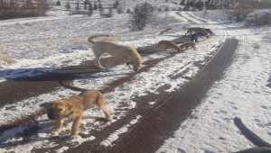Pursaklar Belediyesi sokak hayvanlarına mama desteğini sürdürüyor