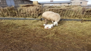 Sivas'ta baharın müjdecisi kuzular doğmaya başladı