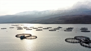 Sivas'taki Çamlıgöze Baraj Gölü'nde kurulu tesiste yıllık 3 bin ton alabalık yetiştiriliyor