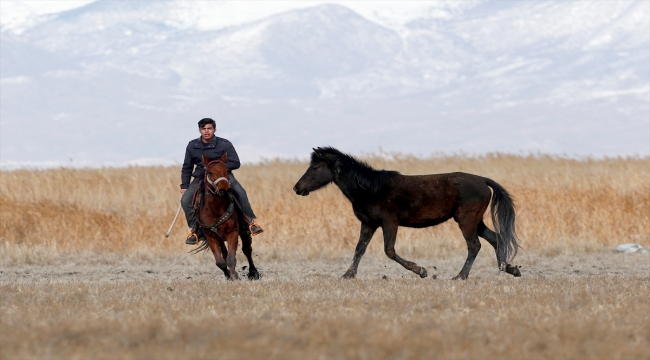 Sultan Sazlığı'na renk katan Yılkı atları kışın bölge halkınca besleniyor 