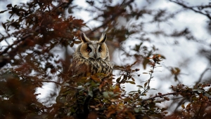 Tuz Gölü'nün kulaklı orman baykuşları doğal ortamında görüntülendi
