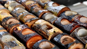 Ankara Büyükşehir Belediyesi ömrünü tamamlamış ağaçları sanat eserine dönüştürüyor 