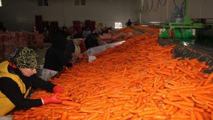 Beypazarı'ndaki tesiste günde 50 ton havuç yıkanıp paketleniyor