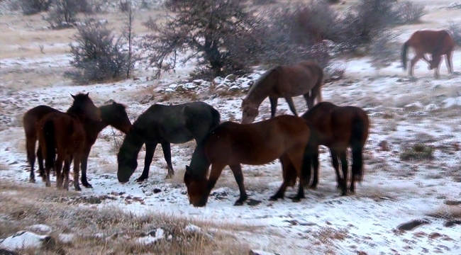 Beypazarı'ndaki yaylalar yılkı atlarına ev sahipliği yapıyor