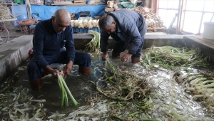 Güzün toprağa gömülen pırasalar sofraları lezzetlendiriyor