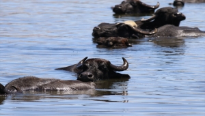 Hürmetçi Sazlığı, yılkı atlarına ve göçmen kuşlara ev sahipliği yapıyor