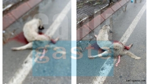 Kayseri'de köpeğe çarpan araç kaçtı, Belediyeler yardım eli uzatmadı (Videolu Haber)