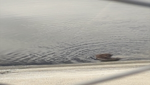 Kırıkkale'de sokak köpeklerinin saldırdığı su samuru tedavi edildi